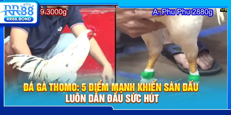 đá gà Thomo