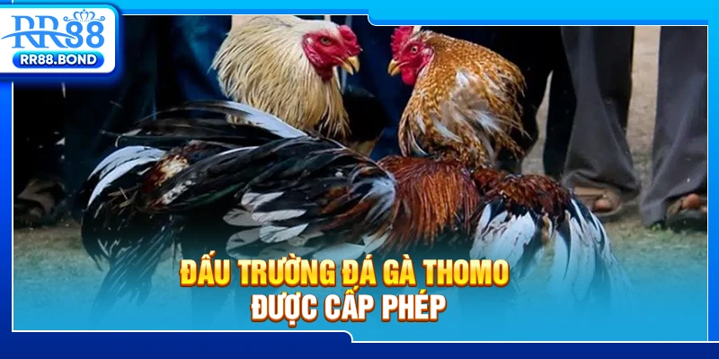 Đấu trường đá gà Thomo được cấp phép