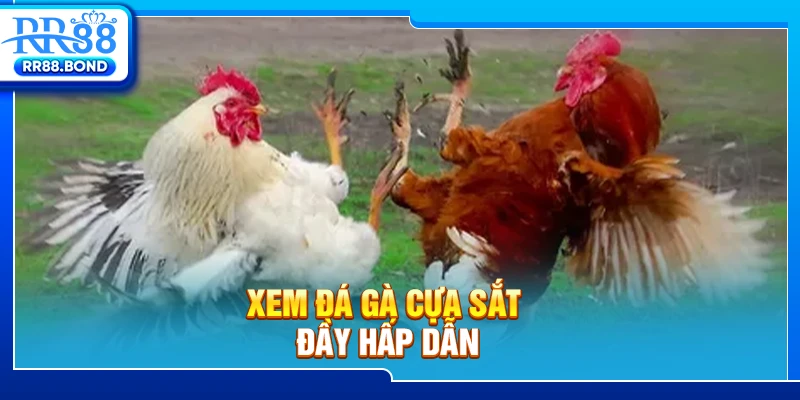 Xem đá gà cựa sắt đầy hấp dẫn