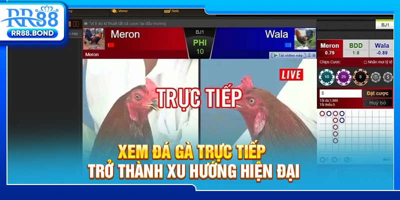 Xem đá gà trực tiếp trở thành xu hướng hiện đại